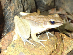 Sylvirana mortenseni