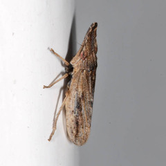 Eupelix cuspidata
