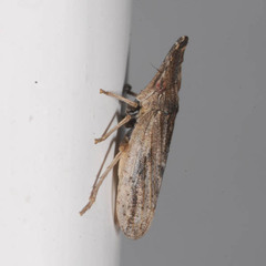 Eupelix cuspidata