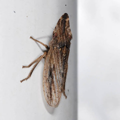 Eupelix cuspidata