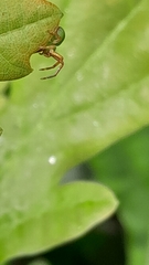 Diaea