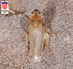 Eupelix cuspidata
