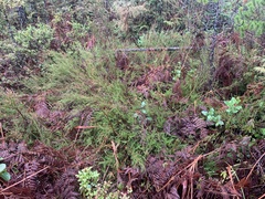 Calluna vulgaris