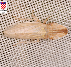 Eupelix cuspidata