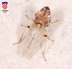 Eupelix cuspidata