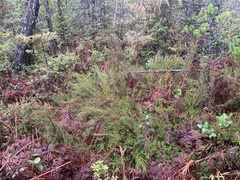 Calluna vulgaris