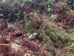 Calluna vulgaris