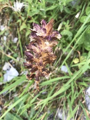 Orobanche reticulata