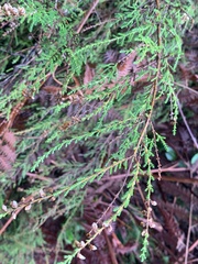 Calluna vulgaris