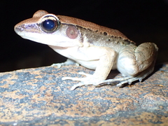 Sylvirana mortenseni