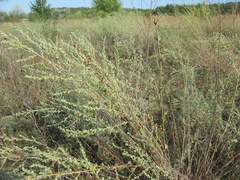 Artemisia marschalliana
