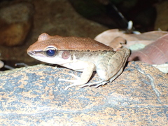 Sylvirana mortenseni