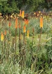 Kniphofia foliosa