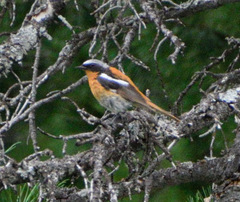 Phoenicurus erythronotus