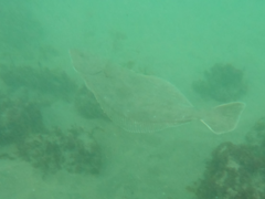 Paralichthys californicus