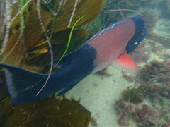 Bodianus pulcher
