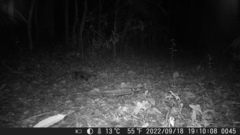 Didelphis aurita