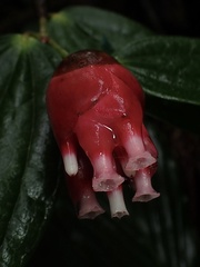 Cavendishia bracteata