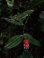 Cavendishia bracteata