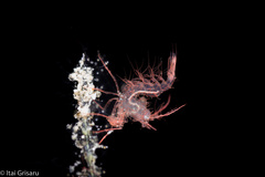 Phycocaris simulans