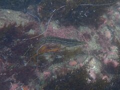 Heterostichus rostratus