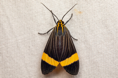 Aclytia