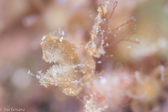 Phycocaris simulans