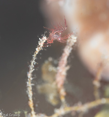 Phycocaris simulans