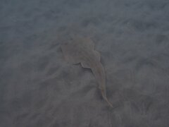 Pseudobatos productus