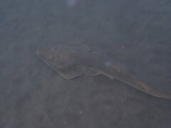 Pseudobatos productus