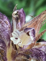 Orobanche reticulata