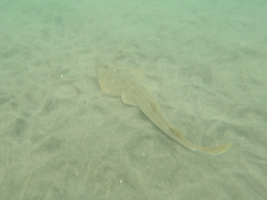 Pseudobatos productus