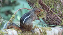 Funambulus tristriatus