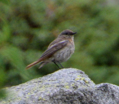 Phoenicurus erythronotus