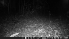 Didelphis aurita