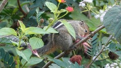 Funambulus tristriatus