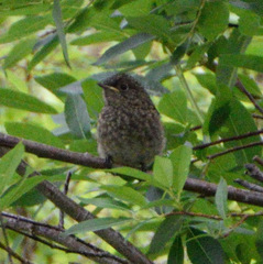 Phoenicurus erythronotus