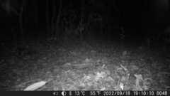 Didelphis aurita