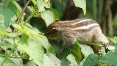 Funambulus tristriatus