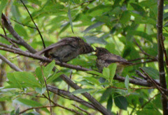 Phoenicurus erythronotus