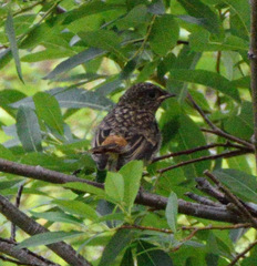 Phoenicurus erythronotus