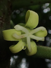 Vasconcellea pubescens