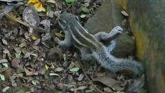 Funambulus pennantii