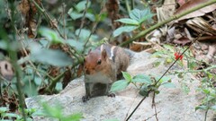 Funambulus tristriatus
