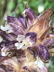 Orobanche reticulata