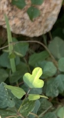 Phaseolus filiformis