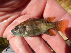 Sabaki Tilapia photo 3