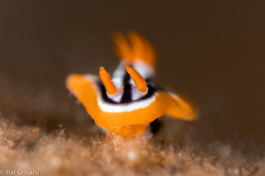 Chromodoris magnifica