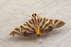 Spilomela discordens