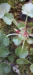Pericartiellus durieui